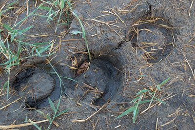 Horse Hoof Prints