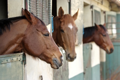 Horses in Stable